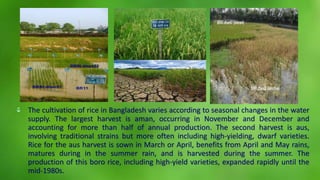 Revolution of paddy, vegetables and fruits production in bangladesh | PPTX