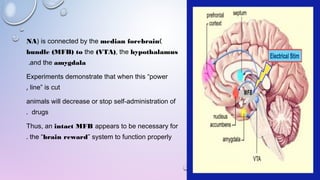 )NA) is connected by the median forebrain
bundle (MFB) to the (VTA), the hypothalamus
and the amygdala.
Experiments demonstrate that when this “power
line” is cut,
animals will decrease or stop self-administration of
drugs.  
Thus, an intact MFB appears to be necessary for
the “brain reward” system to function properly. 
 