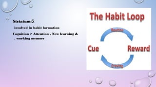 3-Striatum
involved in habit formation
Cognition > Attention , New learning &
working memory. 
 