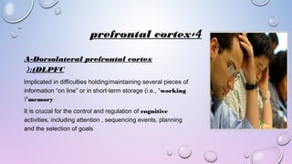 4-prefrontal cortex
A-Dorsolateral prefrontal cortex
(DLPFC(:
Implicated in difficulties holding/maintaining several pieces of
information “on line” or in short-term storage (i.e., “working
memory”(
It is crucial for the control and regulation of cognitive
activities, including attention , sequencing events, planning
and the selection of goals
 