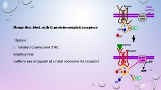 Drugs that bind with G protein-coupled receptors
Opiates
tetrahydrocannabinol (THC( .
amphetamine
caffeine (an antagonist at striatal adenosine A2 receptors(
 