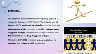 1-priming
The abstinent, addicted brain is subsequently primed to
return to drug use when triggered by a single use of
drug as its the most potent stimulus to renew drug use
Stimulation of D2 receptors in the NAc induces drug-
triggered relapse, whereas psychotropic that stimulate
D1 receptors block drug-triggered relapse
This is due to that D2 receptors act on inhibitory G
proteins that reduce cAMP production
 