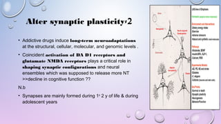 2-Alter synaptic plasticity
• Addictive drugs induce long-term neuroadaptations
at the structural, cellular, molecular, and genomic levels .
• Coincident activation of DA D1 receptors and
glutamate NMDA receptors plays a critical role in
shaping synaptic configurations and neural
ensembles which was supposed to release more NT
>>decline in cognitive function ??
N.b
• Synapses are mainly formed during 1st
2 y of life & during
adolescent years
 