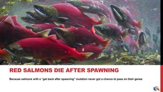 Because salmons with a “get back after spawning” mutation never got a chance to pass on their genes
RED SALMONS DIE AFTER SPAWNING
 