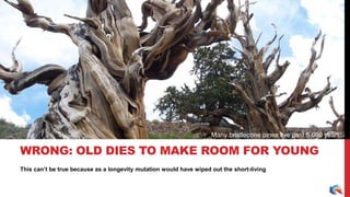 This can’t be true because as a longevity mutation would have wiped out the short-living
WRONG: OLD DIES TO MAKE ROOM FOR YOUNG
Many bristlecone pines live past 5,000 years!
 