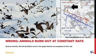 Several animals, like the bat (black arrow in the graph above) are exceptions to this rule
WRONG: ANIMALS BURN OUT AT CONSTANT RATE
Reference
 