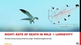 Air borne and burrowing animals live longer. Terrestrial foragers live less.
RIGHT: RATE OF DEATH IN WILD  LONGEVITY
Reference
 