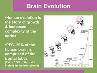 Brain Evolution Human evolution is the story of growth & increased complexity of the cortex PFC- 20% of the human brain is comprised of the frontal lobes (FYI  -  3.5% of the cat’s brain is in the frontal lobe) 