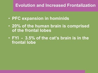 Evolution and Increased Frontalization PFC expansion in hominids 20% of the human brain is comprised of the frontal lobes FYI  -  3.5% of the cat’s brain is in the frontal lobe   