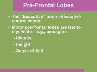 Pre-Frontal Lobes The “Executive” brain –Executive control center Motor pre-frontal lobes are last to myelinate – e.g., teenagers Identity Insight Sense of Self 