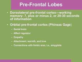 Pre-Frontal Lobes Dorsolateral pre-frontal cortex---working memory: 7, plus or minus 2, or 20-30 seconds of information Orbital pre-frontal cortex (Phineas Gage ) Social brain Affect regulator Empathy Attachment, warmth, and love Connections with limbic area, i.e., amygdala 