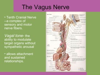 The Vagus Nerve Tenth Cranial Nerve --a complex of sensory and motor nerve fibers. Vagal tone-  the ability to modulate target organs without sympathetic arousal  allows attachment and sustained relationships. 