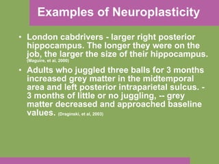 Examples of Neuroplasticity London cabdrivers - larger right posterior hippocampus. The longer they were on the job, the larger the size of their hippocampus.  (Maguire, et al, 2000) Adults who juggled three balls for 3 months increased grey matter in the midtemporal area and left posterior intraparietal sulcus. - 3 months of little or no juggling, -- grey matter decreased and approached baseline values.  (Draginski, et al, 2003) 