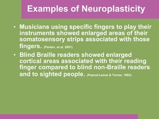 Examples of Neuroplasticity Musicians using specific fingers to play their instruments showed enlarged areas of their somatosensory strips associated with those fingers.   (Pantev, et al, 2001) Blind Braille readers showed enlarged cortical areas associated with their reading finger compared to blind non-Braille readers and to sighted people.   (Pascul-Leone & Torres, 1993) 
