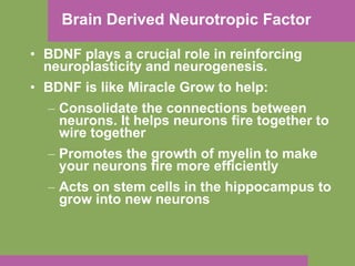 Brain Derived Neurotropic Factor BDNF plays a crucial role in reinforcing neuroplasticity and neurogenesis. BDNF is like Miracle Grow to help: Consolidate the connections between neurons. It helps neurons fire together to wire together Promotes the growth of myelin to make your neurons fire more efficiently Acts on stem cells in the hippocampus to grow into new neurons 