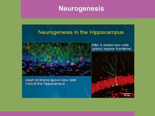 Neurogenesis 