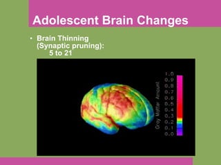 Adolescent Brain Changes Brain Thinning (Synaptic pruning):  5 to 21 