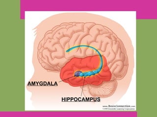 AMYGDALA HIPPOCAMPUS 