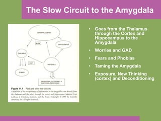 The Slow Circuit to the Amygdala Goes from the Thalamus through the Cortex and Hippocampus to the Amygdala Worries and GAD Fears and Phobias Taming the Amygdala Exposure, New Thinking (cortex) and Deconditioning 
