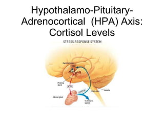 Hypothalamo-Pituitary-Adrenocortical  (HPA) Axis: Cortisol Levels 