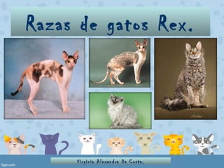 Razas de gatos Rex.
Virginia Alexandra Da Costa.
 