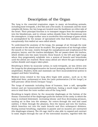 Lungs Grade 4 | PDF