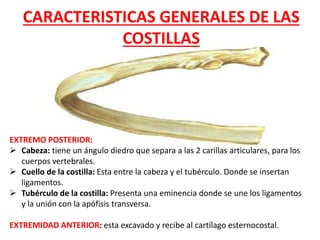CARACTERISTICAS GENERALES DE LAS
COSTILLAS
EXTREMO POSTERIOR:
 Cabeza: tiene un ángulo diedro que separa a las 2 carillas articulares, para los
cuerpos vertebrales.
 Cuello de la costilla: Esta entre la cabeza y el tubérculo. Donde se insertan
ligamentos.
 Tubérculo de la costilla: Presenta una eminencia donde se une los ligamentos
y la unión con la apófisis transversa.
EXTREMIDAD ANTERIOR: esta excavado y recibe al cartílago esternocostal.
 