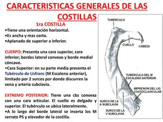 CARACTERISTICAS GENERALES DE LAS
COSTILLAS
1ra COSTILLA
•Tiene una orientación horizontal.
•Es ancha y mas corta.
•Aplanado de superior a inferior.
CUERPO: Presenta una cara superior, cara
inferior; bordes lateral convexo y borde medial
cóncavo.
•Cara Superior: en su parte media presenta el
Tubérculo de Lisfranc (M Escaleno anterior),
limitado por 2 surcos por donde discurren la
vena y arteria subclavia.
EXTREMO POSTERIOR: Tiene una cbz convexa
con una cara articular. El cuello es delgado y
superior. El tubérculo se ubica lateralmente.
•A lo largo del borde lateral se inserta los M
serrato PS y elevador de la costilla.
 