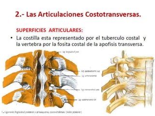 Osteología del Tórax