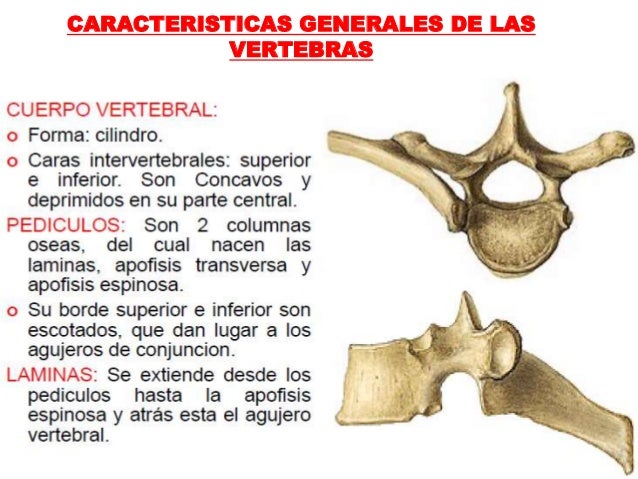 Osteología de la Columna Vertebral
