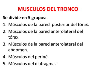 MUSCULOS DEL TRONCO
Se divide en 5 grupos:
1. Músculos de la pared posterior del tórax.
2. Músculos de la pared anterolateral del
tórax.
3. Músculos de la pared anterolateral del
abdomen.
4. Músculos del periné.
5. Músculos del diafragma.
 