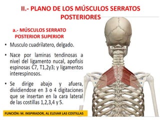 II.- PLANO DE LOS MÚSCULOS SERRATOS
POSTERIORES
a.- MÚSCULOS SERRATO
POSTERIOR SUPERIOR
FUNCIÓN: M. INSPIRADOR, AL ELEVAR LAS COSTILLAS
 