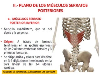 II.- PLANO DE LOS MÚSCULOS SERRATOS
POSTERIORES
a.- MÚSCULOS SERRATO
POSTERIOR INFERIOR
FUNCIÓN: M. ESPIRADOR, AL DESCENDER LAS COSTILLAS
 