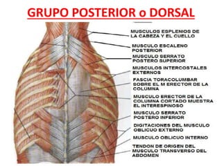 GRUPO POSTERIOR o DORSAL
 