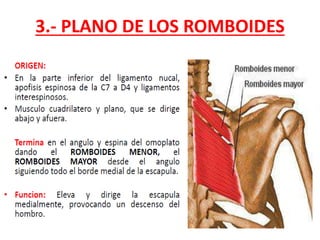 3.- PLANO DE LOS ROMBOIDES
 