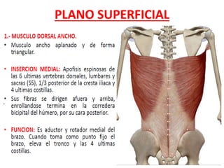 PLANO SUPERFICIAL
 