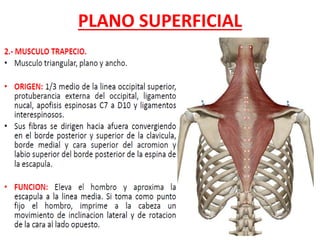 PLANO SUPERFICIAL
 
