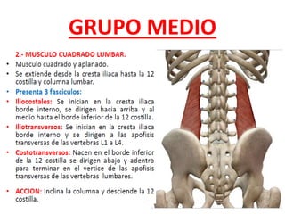 GRUPO MEDIO
 