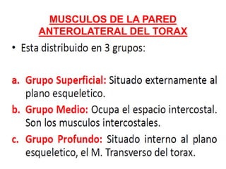 MUSCULOS DE LA PARED
ANTEROLATERAL DEL TORAX
 