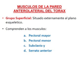 MUSCULOS DE LA PARED
ANTEROLATERAL DEL TORAX
 