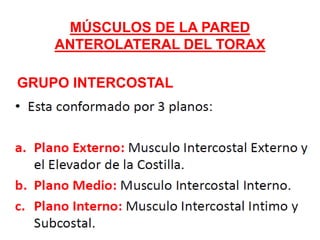 GRUPO INTERCOSTAL
MÚSCULOS DE LA PARED
ANTEROLATERAL DEL TORAX
 