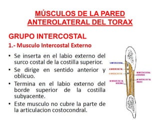 MÚSCULOS DE LA PARED
ANTEROLATERAL DEL TORAX
GRUPO INTERCOSTAL
 