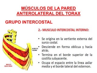 MÚSCULOS DE LA PARED
ANTEROLATERAL DEL TORAX
GRUPO INTERCOSTAL
 