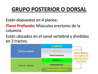 GRUPO POSTERIOR O DORSAL
Están dispuestos en 4 planos:
Plano Profundo: Músculos erectores de la
columna.
Están ubicados en el canal vertebral y divididos
en 2 tractos.
 