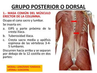 1.- MASA COMÚN DEL MÚSCULO
ERECTOR DE LA COLUMNA.
Ocupa el cana sacro y lumbar.
Se inserta en:
a. EIPS y parte próxima de la
cresta iliaca.
b. Tuberosidad iliaca.
c. Cresta sacra media y apófisis
espinosa de las vértebras 3-4-
5 lumbares.
Discurren hacia arriba y se separan
por debajo de la 12 costilla en dos
partes:
GRUPO POSTERIOR O DORSAL
MEDIAL= LONGÍSIMO TORÁXICO.
LATERAL= ILIOCOSTAL
 