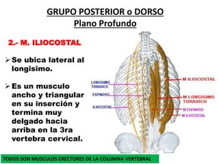 2.- M. ILIOCOSTAL
GRUPO POSTERIOR o DORSO
Plano Profundo
Se ubica lateral al
longisimo.
Es un musculo
ancho y triangular
en su inserción y
termina muy
delgado hacia
arriba en la 3ra
vertebra cervical.
TODOS SON MUSCULOS ERECTORES DE LA COLUMNA VERTEBRAL
 