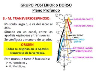 GRUPO POSTERIOR o DORSO
Plano Profundo
3.- M. TRANSVERSOESPINOSO:
 
