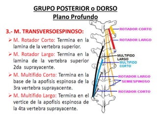 3.- M. TRANSVERSOESPINOSO:
GRUPO POSTERIOR o DORSO
Plano Profundo
 