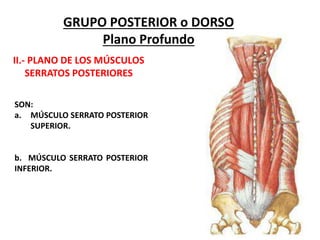 GRUPO POSTERIOR o DORSO
Plano Profundo
II.- PLANO DE LOS MÚSCULOS
SERRATOS POSTERIORES
SON:
a. MÚSCULO SERRATO POSTERIOR
SUPERIOR.
b. MÚSCULO SERRATO POSTERIOR
INFERIOR.
 