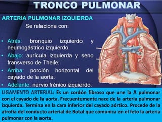 LIGAMENTO ARTERIAL: Es un cordón fibroso que une la A pulmonar
con el cayado de la aorta. Frecuentemente nace de la arteria pulmonar
izquierda. Termina en la cara inferior del cayado aórtico. Procede de la
atrofia del conducto arterial de Botal que comunica en el feto la arteria
pulmonar con la aorta.
 